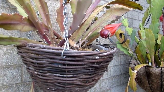 My Epiphyllum German Empress Cactus Plant in Bloom - Disocactus phyllanthoides смотреть онлайн