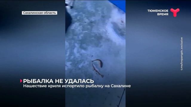 Нашествие криля испортило рыбалку на Сахалине смотреть онлайн