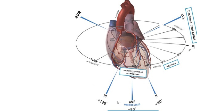 Зубцы ЭКГ в норме и норм. ЭКГ