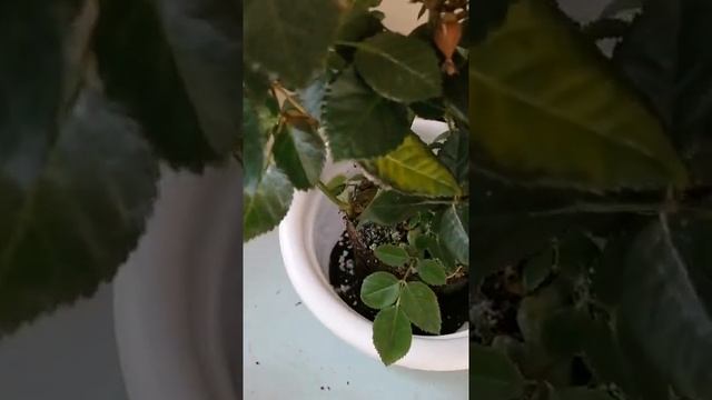 Как пересадить розу купленную в магазине смотреть онлайн