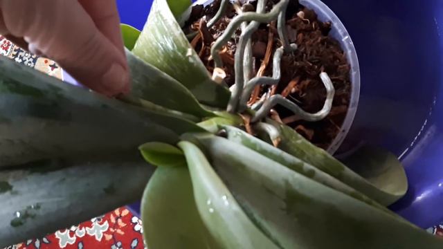 УЦЕНЕННЫЕ🌺💐 ОРХИДЕИ-ЧТО Я ДЕЛАЮ???? смотреть онлайн