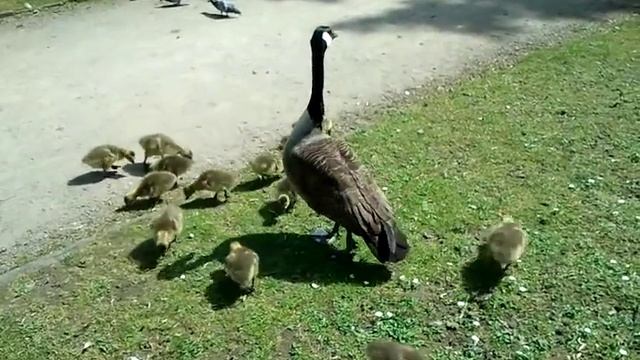 Гусь-на страже семьи! не подходи, убью! смотреть онлайн