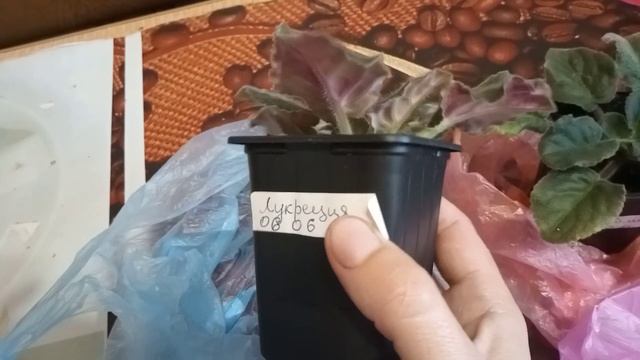 ДЕШЕВО И БЫСТРО ! В ЖАРУ !ЗА ПАРУ НЕДЕЛЬ НОВАЯ ФИАЛКА смотреть онлайн