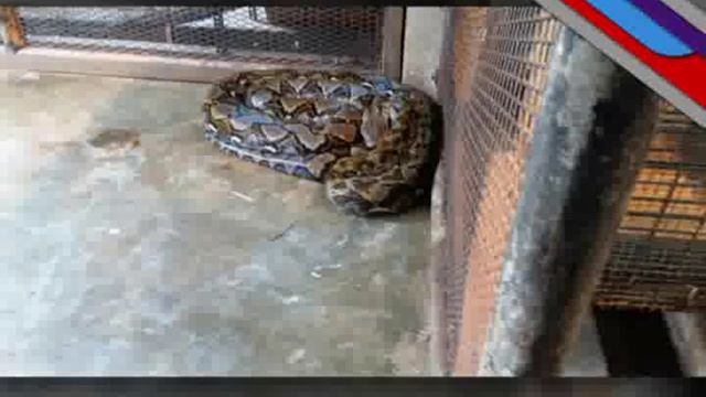 8-metre long python dies in Penang смотреть онлайн