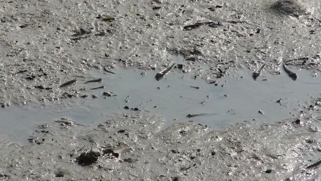 Рыбки, которые ходят по суше. Подсмотрено в Гонконге смотреть онлайн