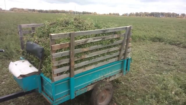 Сколько свежей травы лошадь съедает за сутки? смотреть онлайн