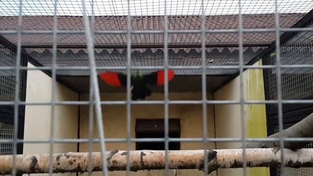 Необычные птицы Турако Ливингстона / Unusual Birds Tauraco Corythaix Livingstonii