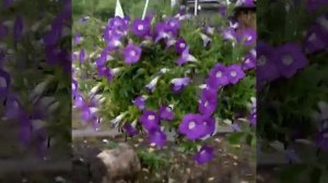 петуния вегетативная бланкет вайлет