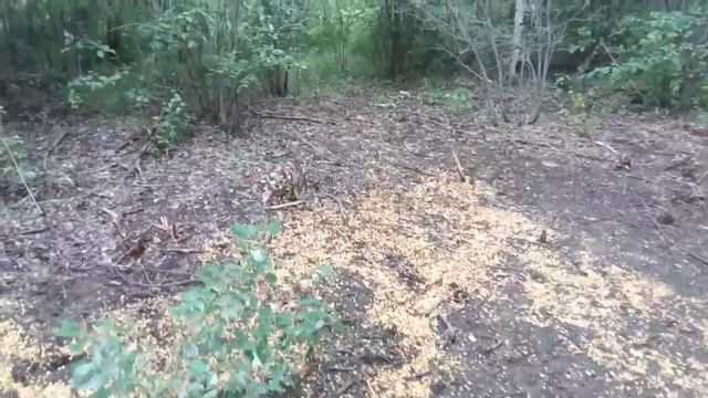 Подкормка на кабана смотреть онлайн