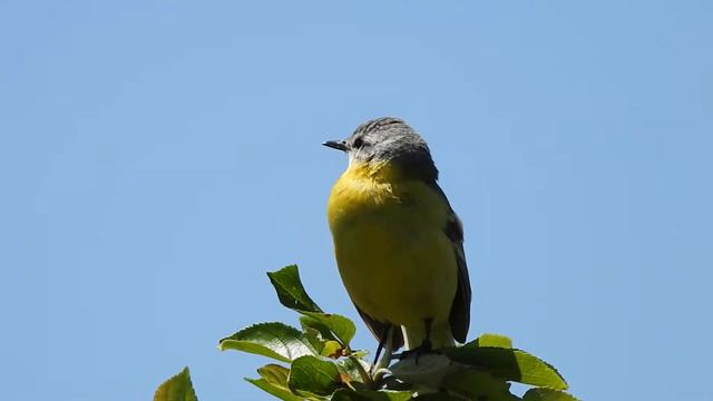 Жёлтая трясогузка смотреть онлайн