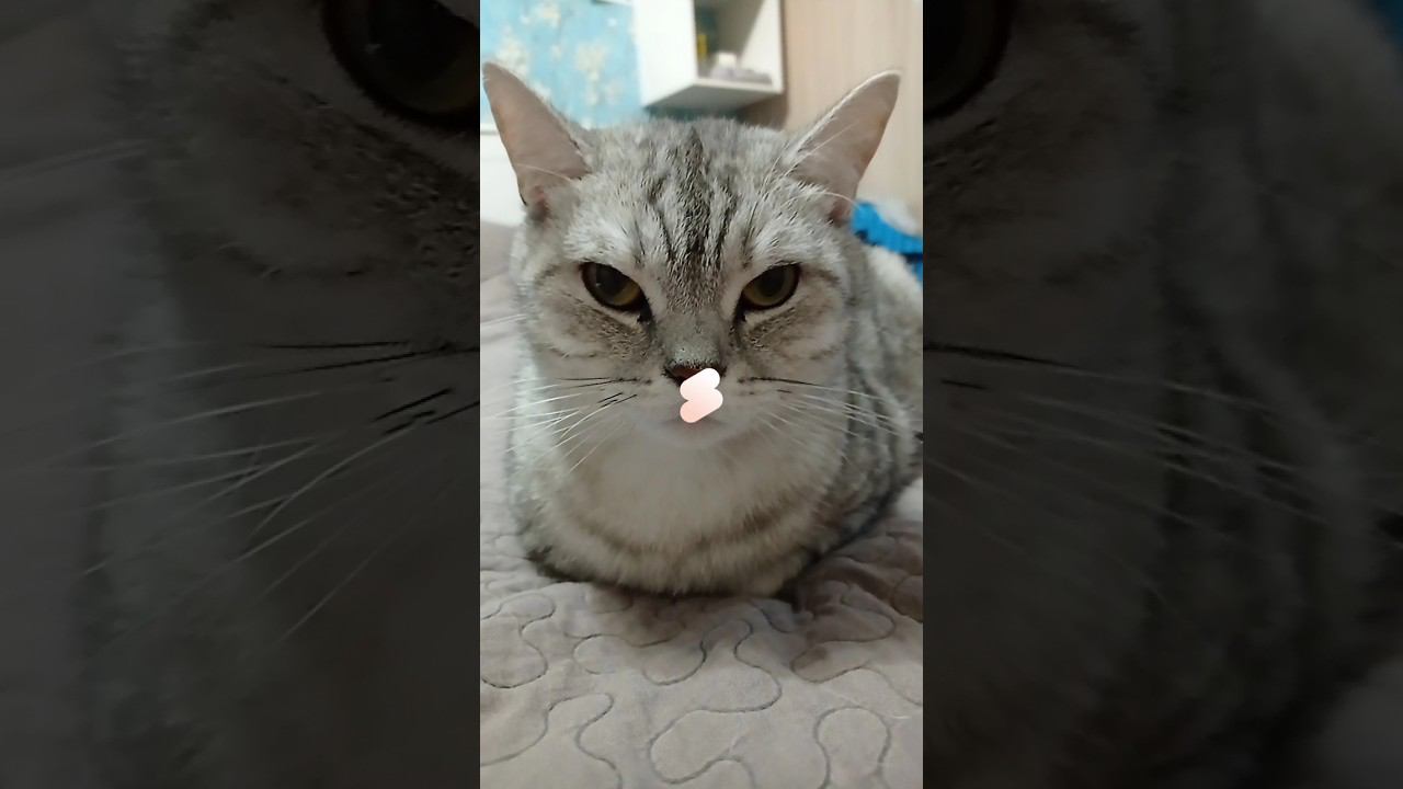 Насколько процентов мы тебе понравились? #shorts #подписка #котики #лайк #коттитар #выбери #топчик смотреть онлайн