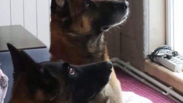 Братья Малинуа Илим и Сабур. Учёный пёс. Www.iqdog.ru смотреть онлайн