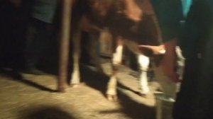 Ставим корову на ноги.  Загадка Афины разгадана