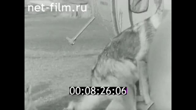 1982г. п. Ошарово. Курейский Михаил Николаевич. охота на соболя. Байкитский район Эвенкийский АО смотреть онлайн