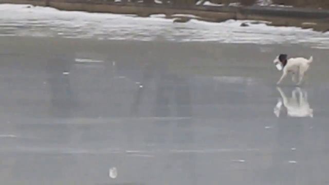 Почему собака бежит по льду и не скользит смотреть онлайн
