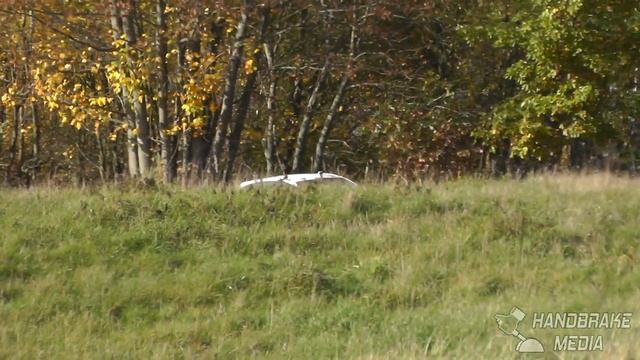 Szymon Kowalski/Michał Wojciechowski, Kia Picanto - 1. Rajd Wilka - 19-20.10.2019 смотреть онлайн
