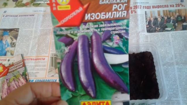 Посадка Баклажан "РОГ ИЗОБИЛИЯ" и "ЗАМОРСКИЙ ПОЛОСАТИК" часть1 смотреть онлайн