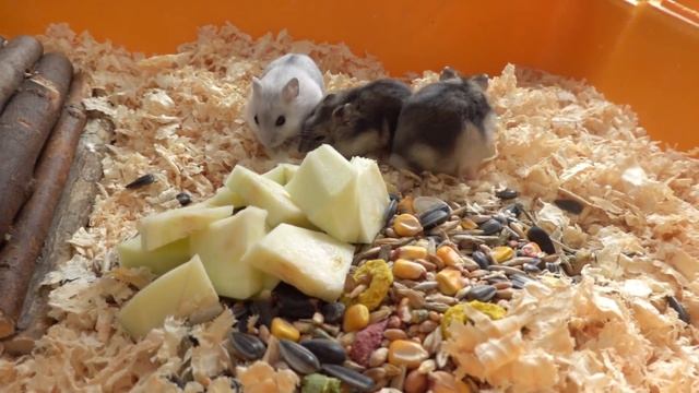 Смешной хомяк. Посылка от Маши. смотреть онлайн