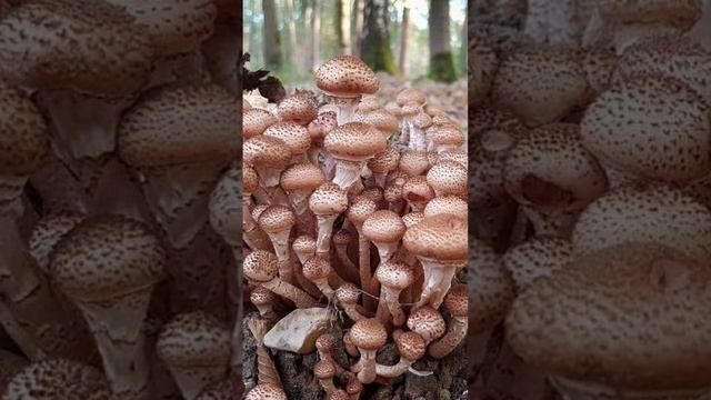 #Осенние опята #грибы смотреть онлайн