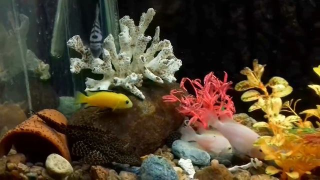 Экологический центр. Аквариумистика. Оздоровительный лагерь "Чайка". Беларусь смотреть онлайн