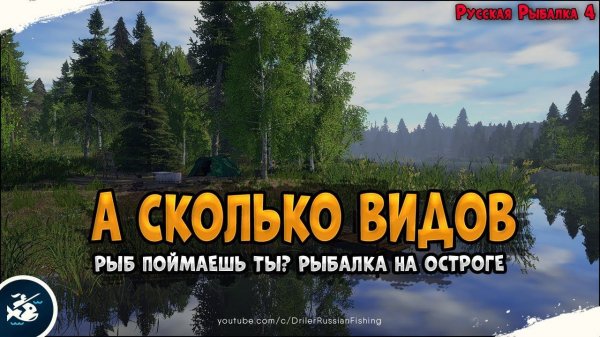 А сколько видов рыб на Остроге? • Driler - Русская Рыбалка 4