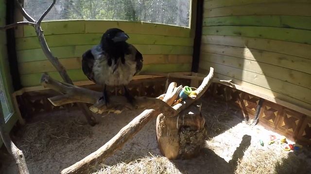 Серая ворона Кира купается смотреть онлайн