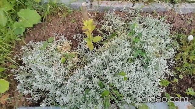 Ясколка. Как быстро разрастается в течении сезона.