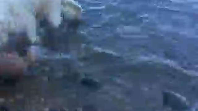 собака спасла олененка смотреть онлайн