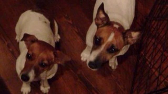 САМЫЕ ПОПУЛЯРНЫЕ ЖИВОТНЫЕ ЮТУБА смотреть онлайн