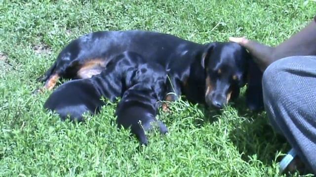 Карликовая такса смотреть онлайн