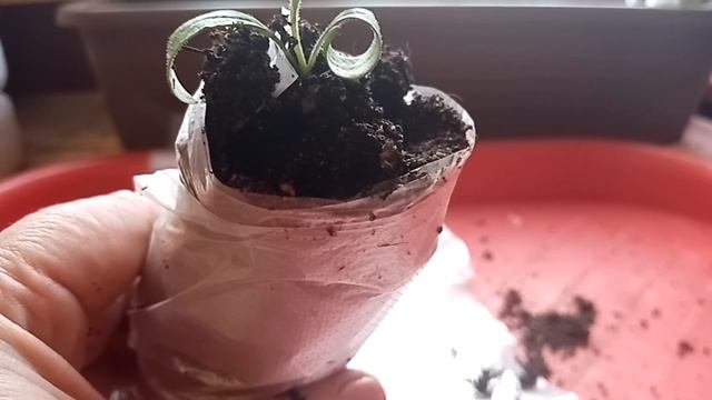 #шок(плохиесемена/какяпикируюрассаду# смотреть онлайн