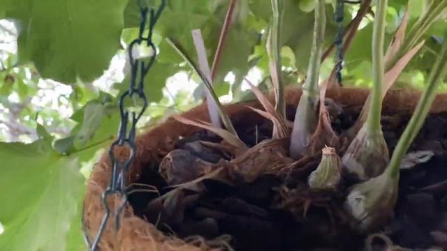 Орхидеи на улице и немного садовых цветов ! смотреть онлайн