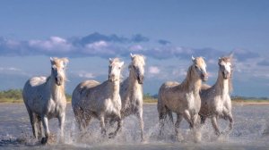 ТАКОГО ВЫ ЕЩЕ НЕ СЛЫШАЛИ! ЭТО ИСПОЛНЕНИЕ ПРОСТО БОМБА! - КОНИ ПРИВЕРЕДЛИВЫЕ - ИСП. ОЛЬГА ГРОГАН.