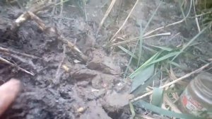 Копаем зелёных червей)))))