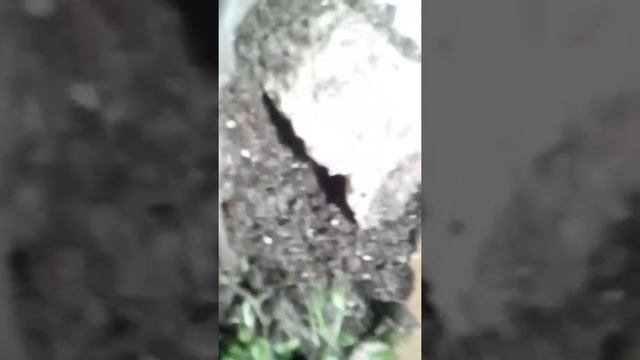 Южнорусский Тарантул смотреть онлайн