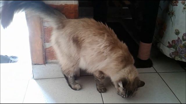 #MILAGRES #E #LIVRAMENTOS #DIÁRIOS #NA #VIDA #DE #GATO смотреть онлайн