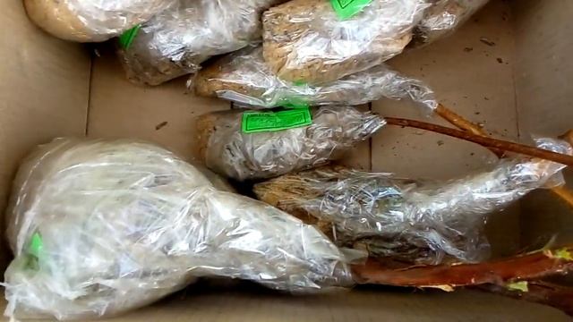 Посылка с саженцами малины Маравила. смотреть онлайн