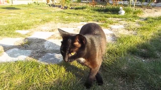 КОТЯТА В ШОКЕ на ПЕРВОЙ ПРОГУЛКЕ РЕАКЦИЯ КОШКИ Как Мама смотреть онлайн