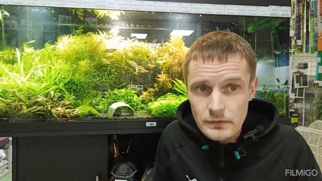 Панамская стурисома в аквариуме. Содержание и уход смотреть онлайн