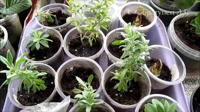 #актараприменение Полив "Актарой" комнатных растений смотреть онлайн