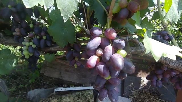 Виноградник на 10.08.2019 смотреть онлайн