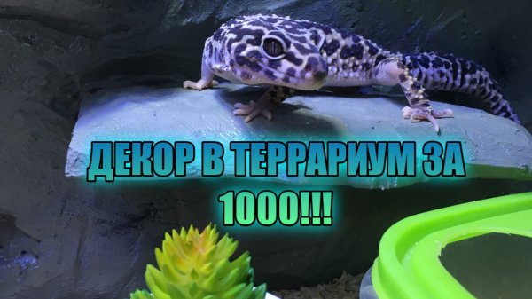 ДЕКОР ТЕРРАРИУМА ЗА 1000 РУБЛЕЙ!!! БЮДЖЕТНОЕ ДЕКОРИРОВАНИЕ ТЕРРАРИУМА ДЛЯ ЭУБЛЕФАРА