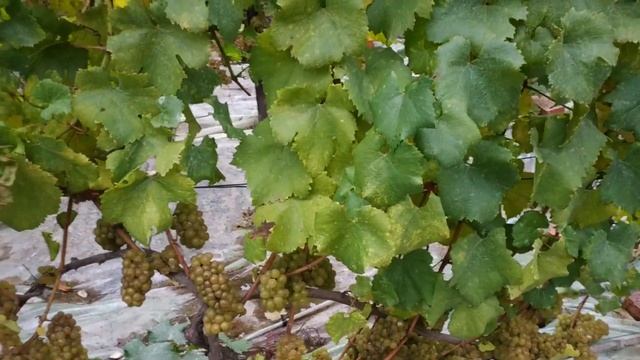 Шардоне, поздний сбор смотреть онлайн