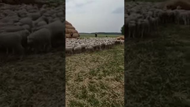 Ягнята от белоголового Дорпера и Иль де франс смотреть онлайн