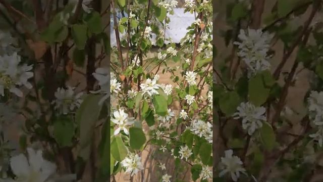 Бурятия 25.05.2022. Цветёт ирга в моём саду ??️♾️ смотреть онлайн