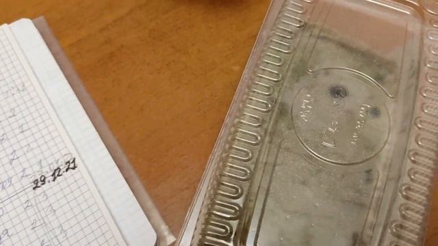 БЕГОНИЯ ИЗ СЕМЯН. 2,5 МЕСЯЦА. ОШИБКИ. смотреть онлайн