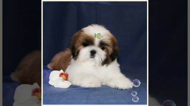 Щенки ши тцу смотреть онлайн