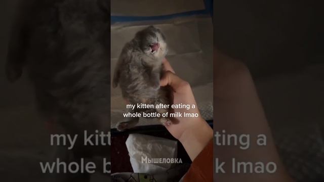 выпил все молоко #коты #видео #приколы смотреть онлайн