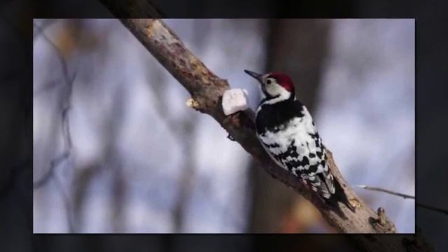 Почему у дятла не болит голова? Почему дятел стучит по дереву? смотреть онлайн