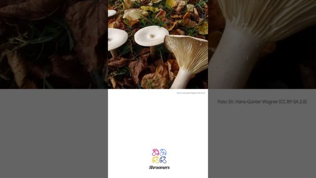 Mönchskopf (Infundibulicybe geotropa) | Praktisches Pilzprofil | Shroomers смотреть онлайн